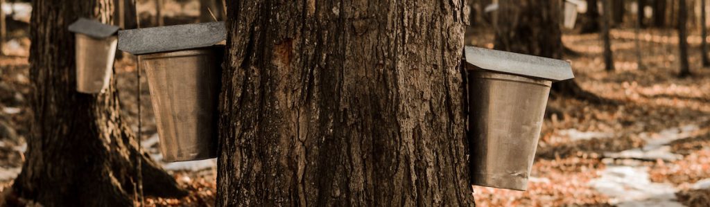Maple sugarbush with collection buckets
