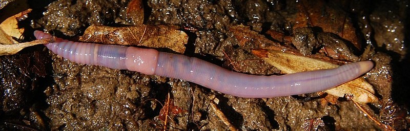Octolasion cyaneum, an invasive earthworm.