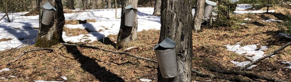 Buckets on maple trees. There is not much snow on the ground.
