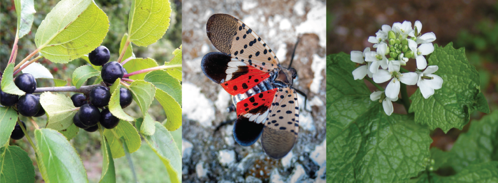 Left: common buckthorn. Middle: spotted lanternfly. Right: Garlic mustard.