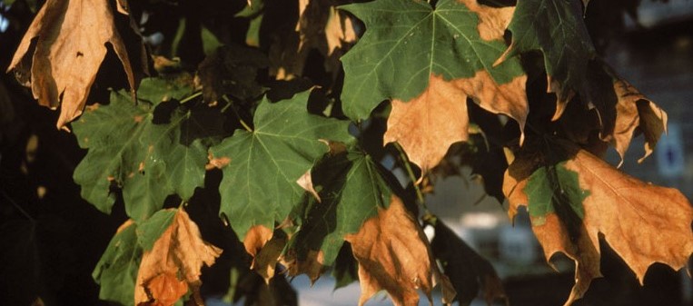 Maple tree experiencing drought stress. The leaves have brown sections.