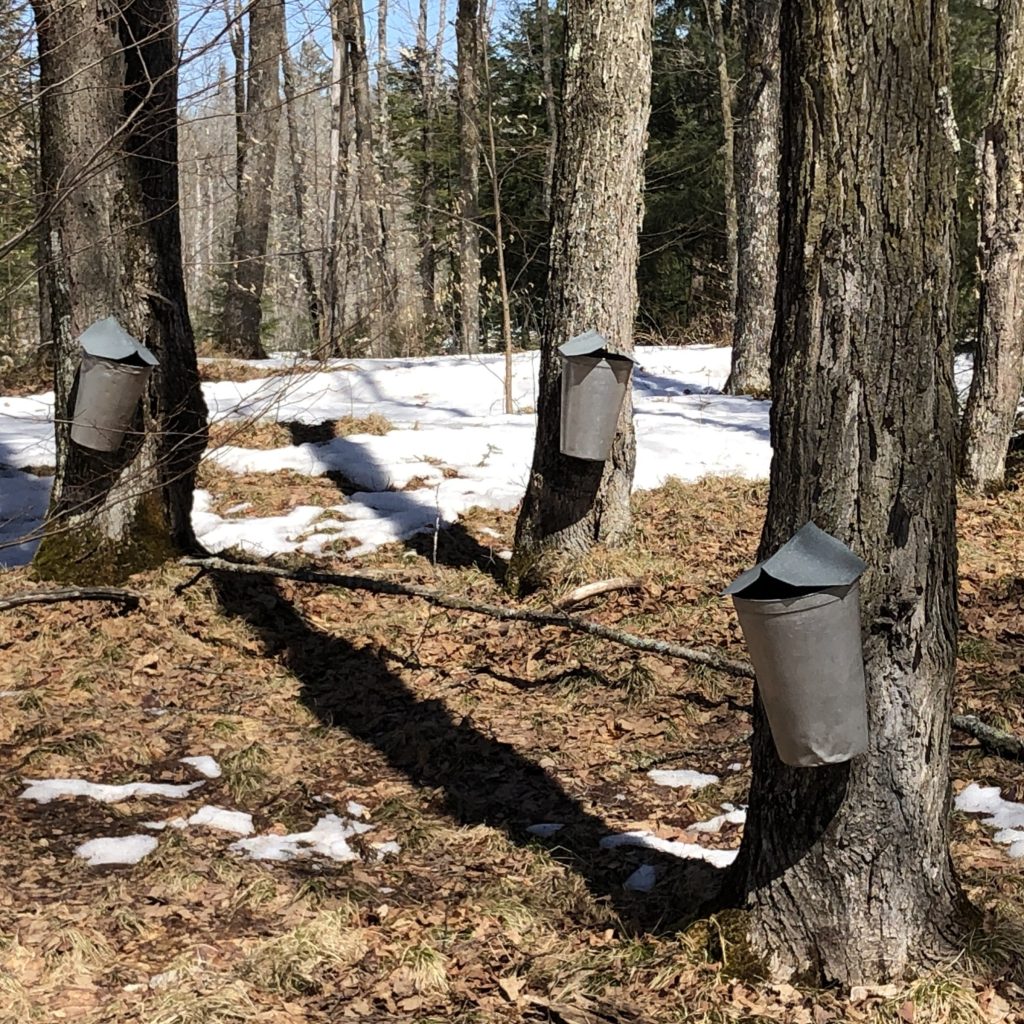 Buckets hanging from trees. Not much snow is on the ground.