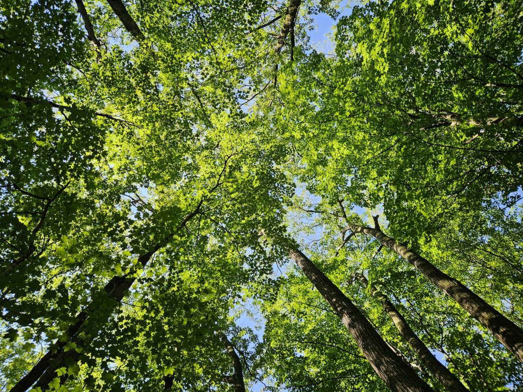 sugar maple canopy viewed from the ground
