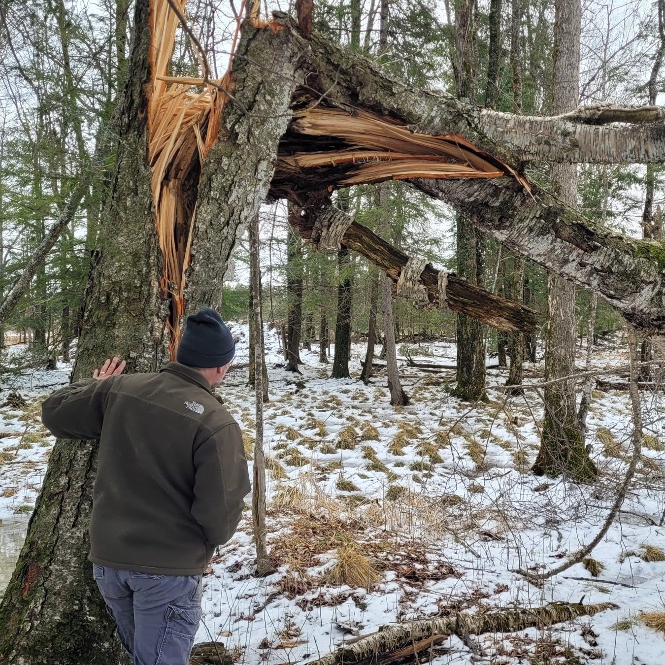 broken tree with person standing at base